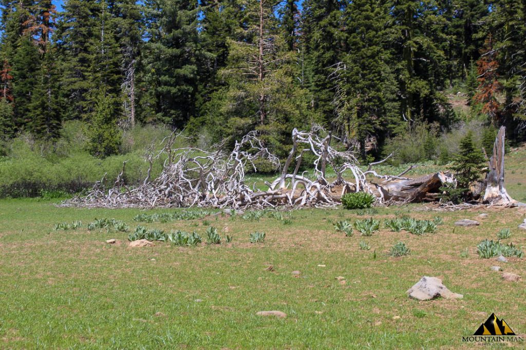 High Moss #91 — photograph 42 of the claim ground, Sierra County, California