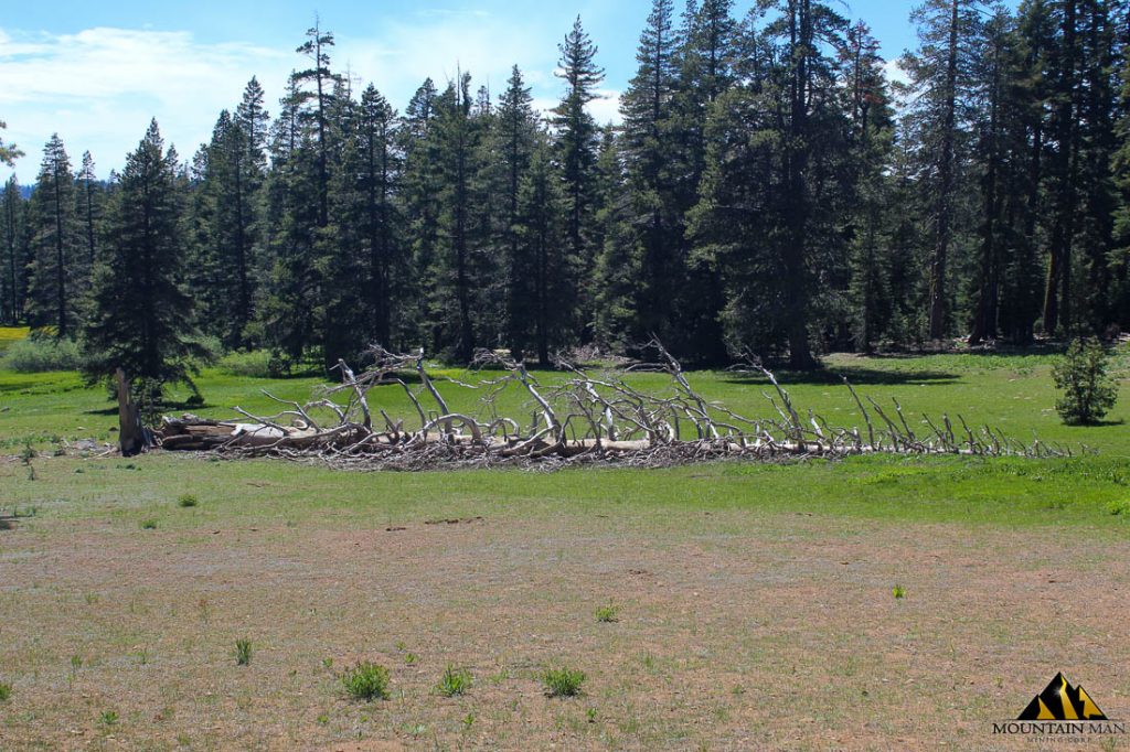 High Moss #91 — photograph 44 of the claim ground, Sierra County, California