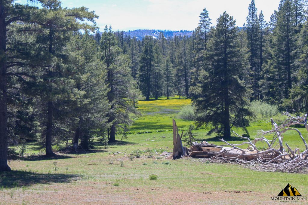 High Moss #91 — photograph 45 of the claim ground, Sierra County, California