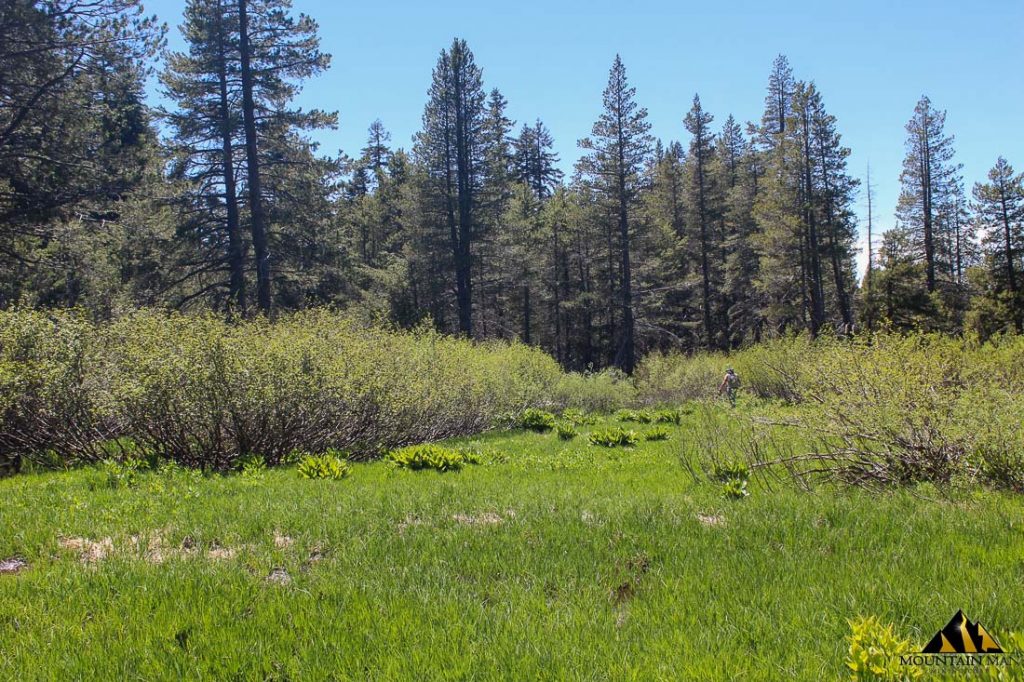 High Moss #91 — photograph 47 of the claim ground, Sierra County, California