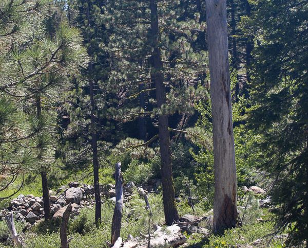 High Moss #91 — photograph 52 of the claim ground, Sierra County, California
