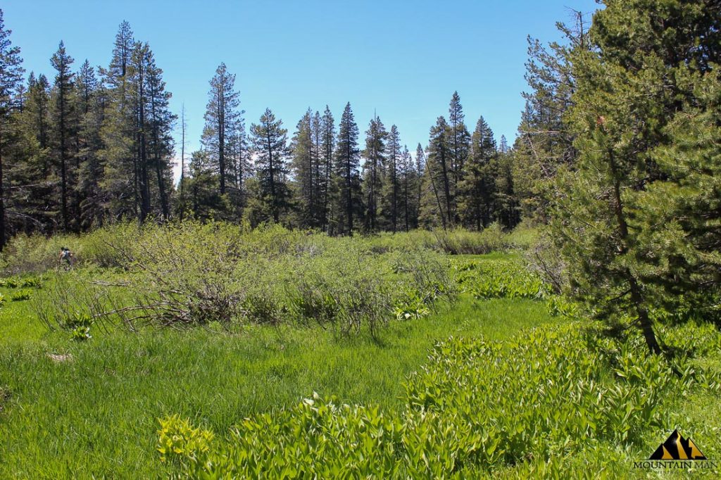 High Moss #91 — photograph 58 of the claim ground, Sierra County, California