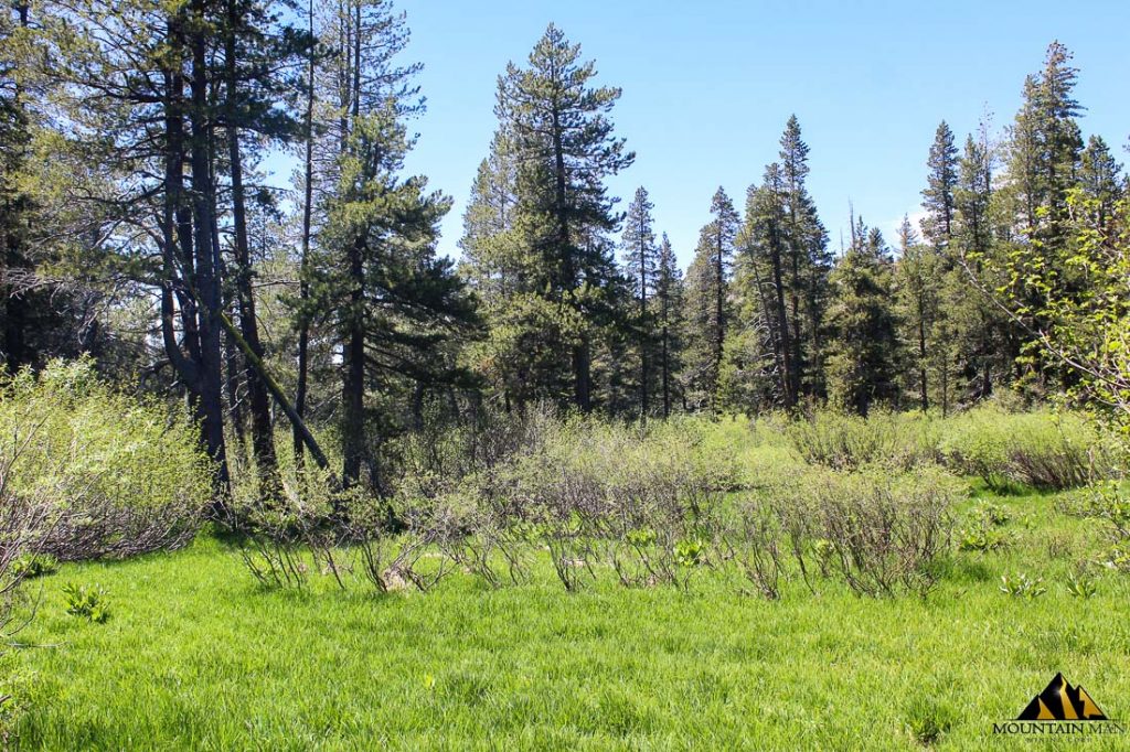 High Moss #91 — photograph 69 of the claim ground, Sierra County, California