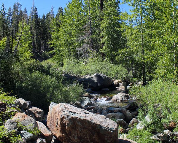 High Moss #91 — photograph 71 of the claim ground, Sierra County, California