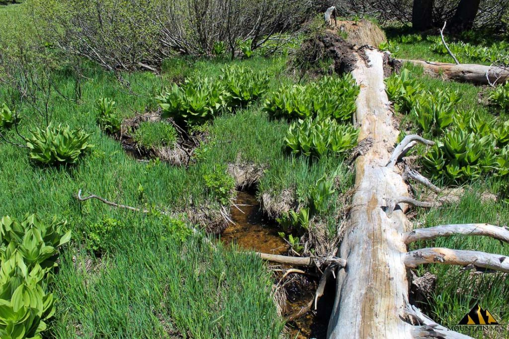 High Moss #91 — photograph 80 of the claim ground, Sierra County, California