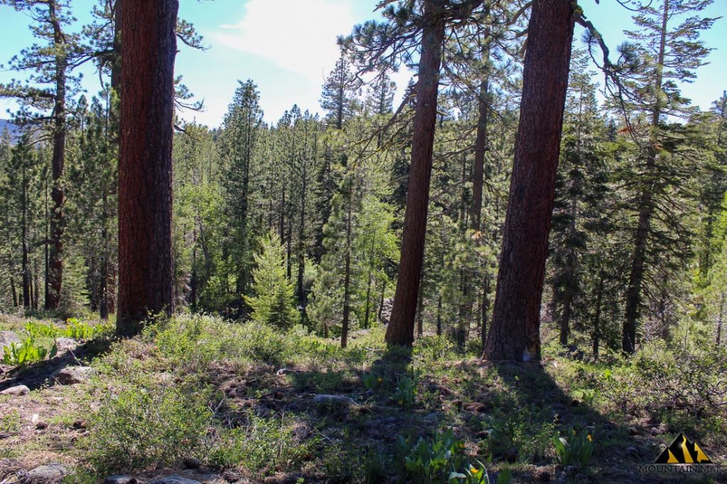 High Moss #91 — photograph 85 of the claim ground, Sierra County, California
