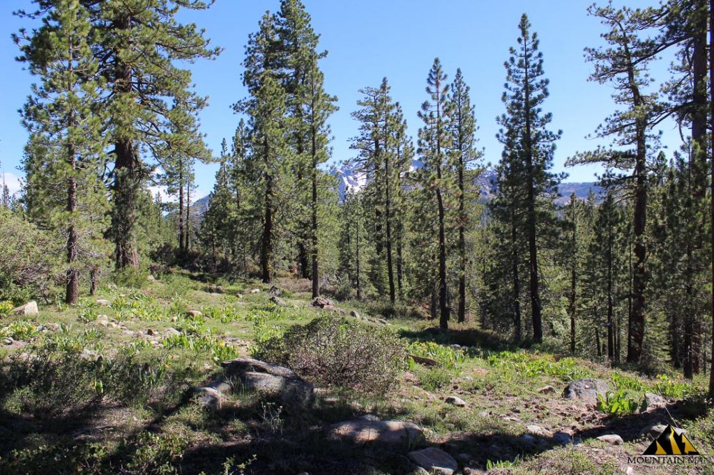 High Moss #91 — photograph 86 of the claim ground, Sierra County, California