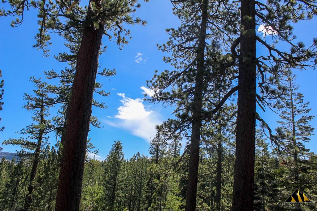 High Moss #91 — photograph 88 of the claim ground, Sierra County, California