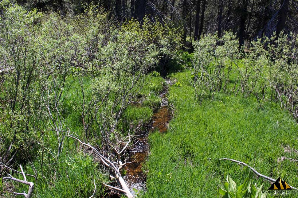 High Moss #91 — photograph 91 of the claim ground, Sierra County, California