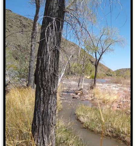River Maverick Placer — photograph 3 of the claim ground, Carson City County, Nevada