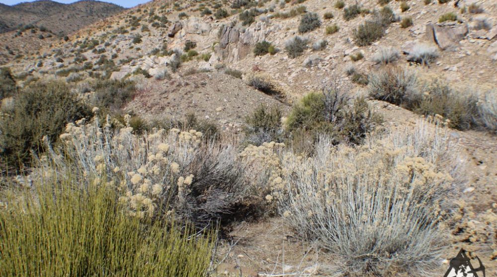 Ancient Headwaters #1 & #3 — photograph 54 of the claim ground, Douglas County, Nevada
