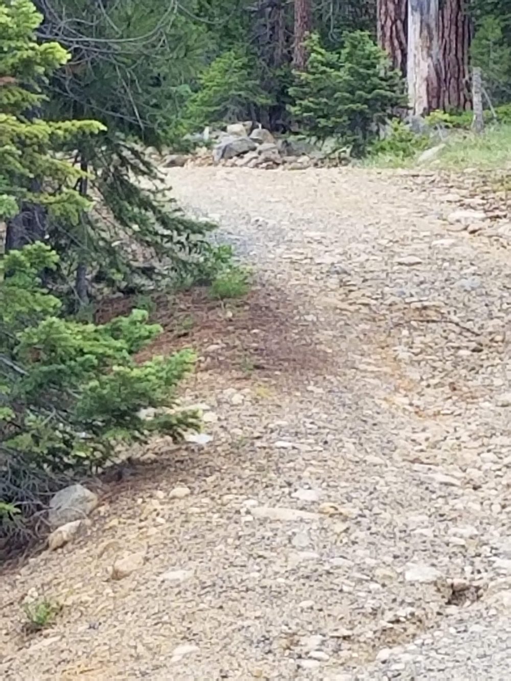 Steward Spring One South — photograph 2 of the claim ground, Siskiyou County, California