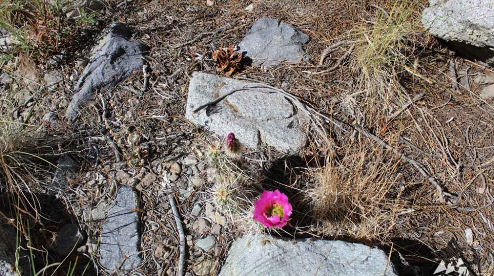Belcher Canyon ground photo 7642