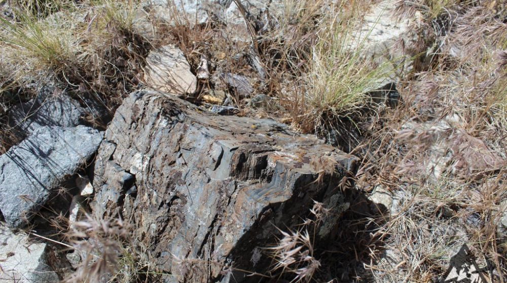 Belcher Canyon ground photo 7643