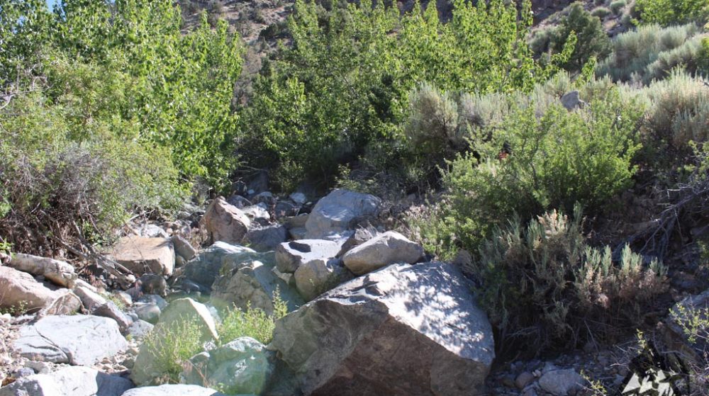 Belcher Canyon ground photo 7647