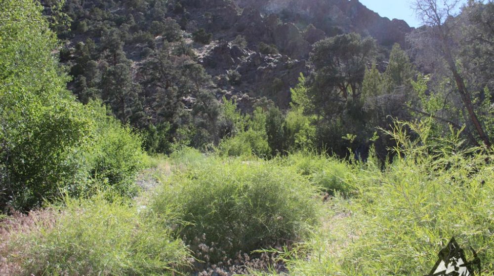 Belcher Canyon ground photo 7654