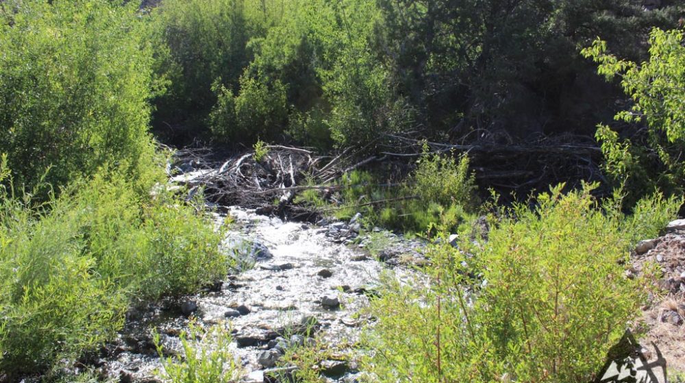 Belcher Canyon ground photo 7661