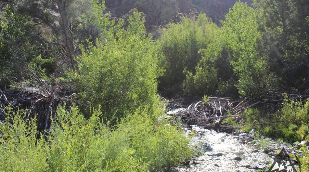 Belcher Canyon ground photo 7662