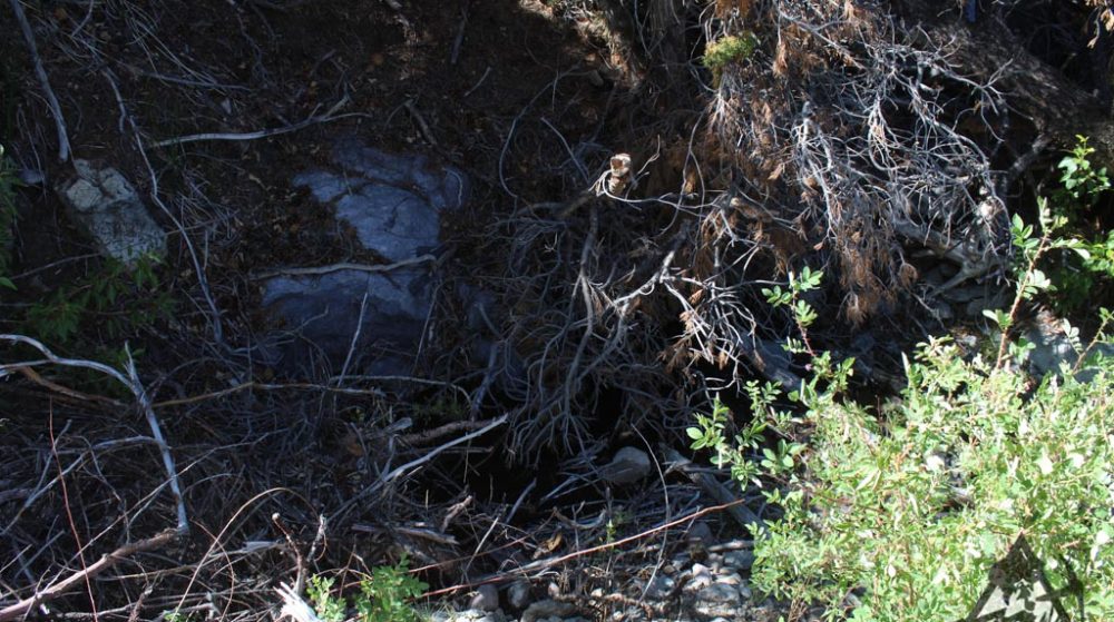 Belcher Canyon ground photo 7665