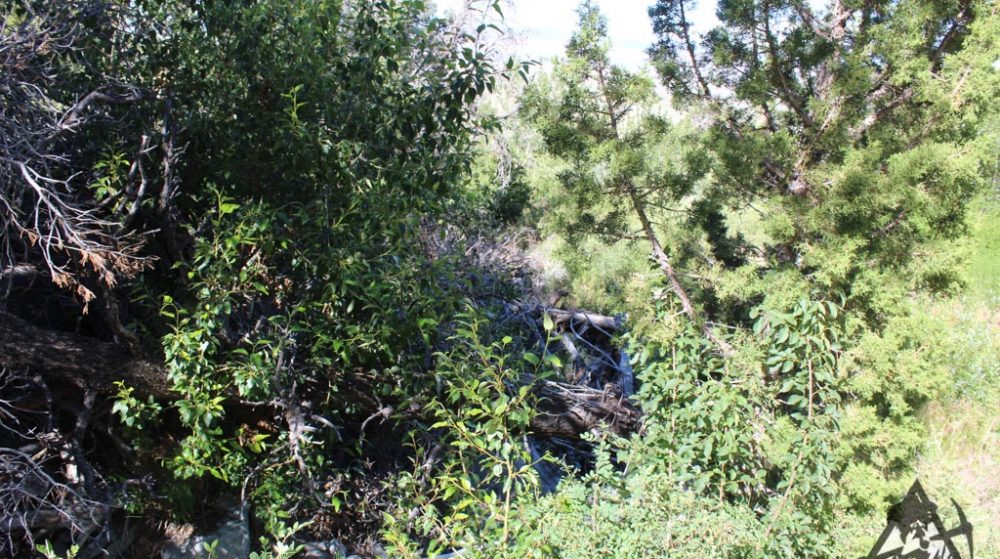 Belcher Canyon ground photo 7666