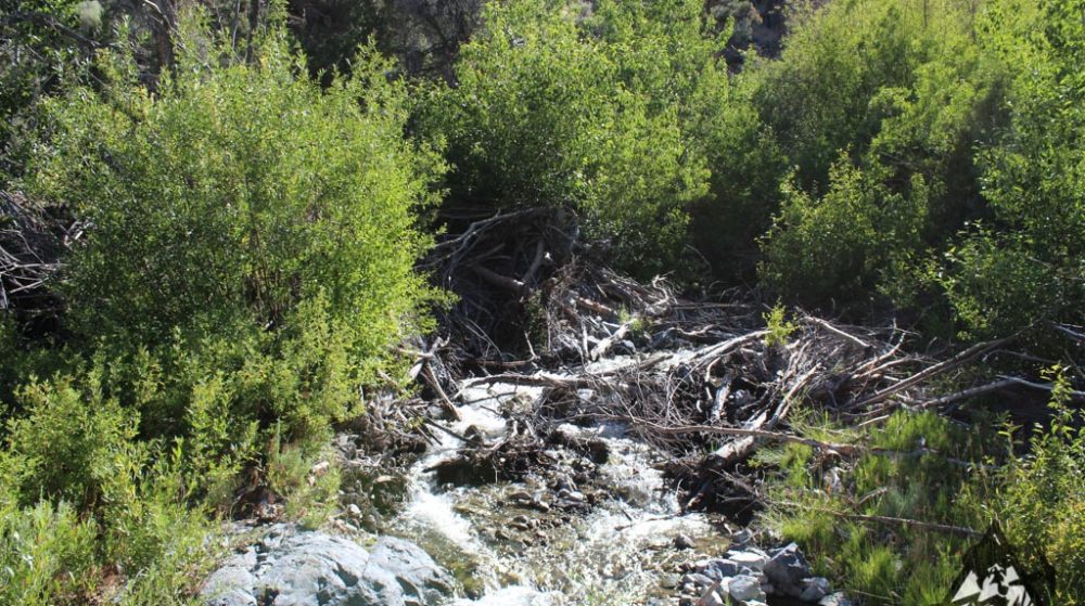 Belcher Canyon ground photo 7667