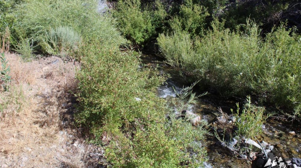 Belcher Canyon ground photo 7670
