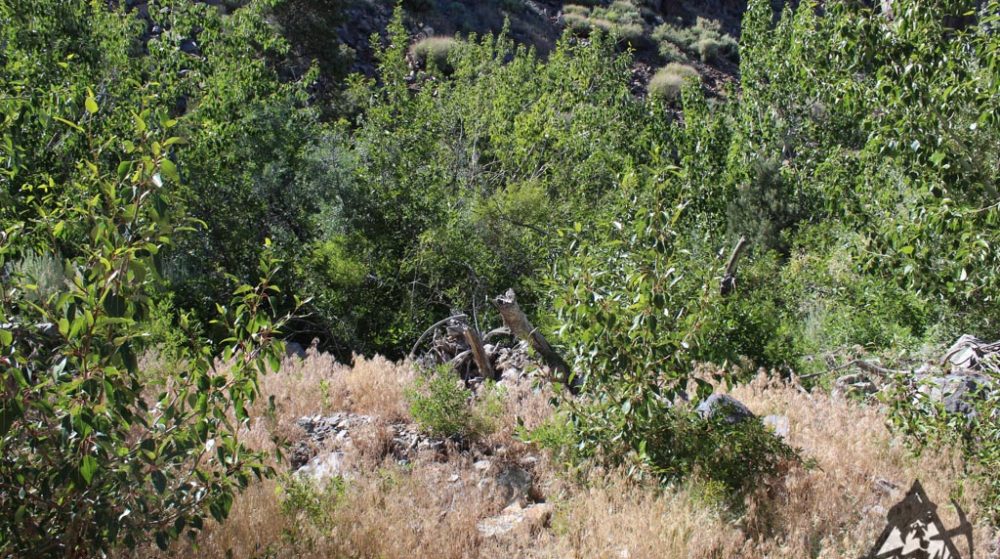 Belcher Canyon ground photo 7674