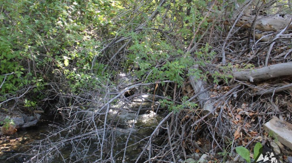 Belcher Canyon ground photo 7691